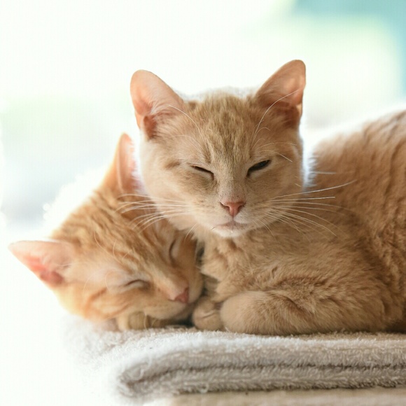 Other - The Fab4 say "Thank You!!"